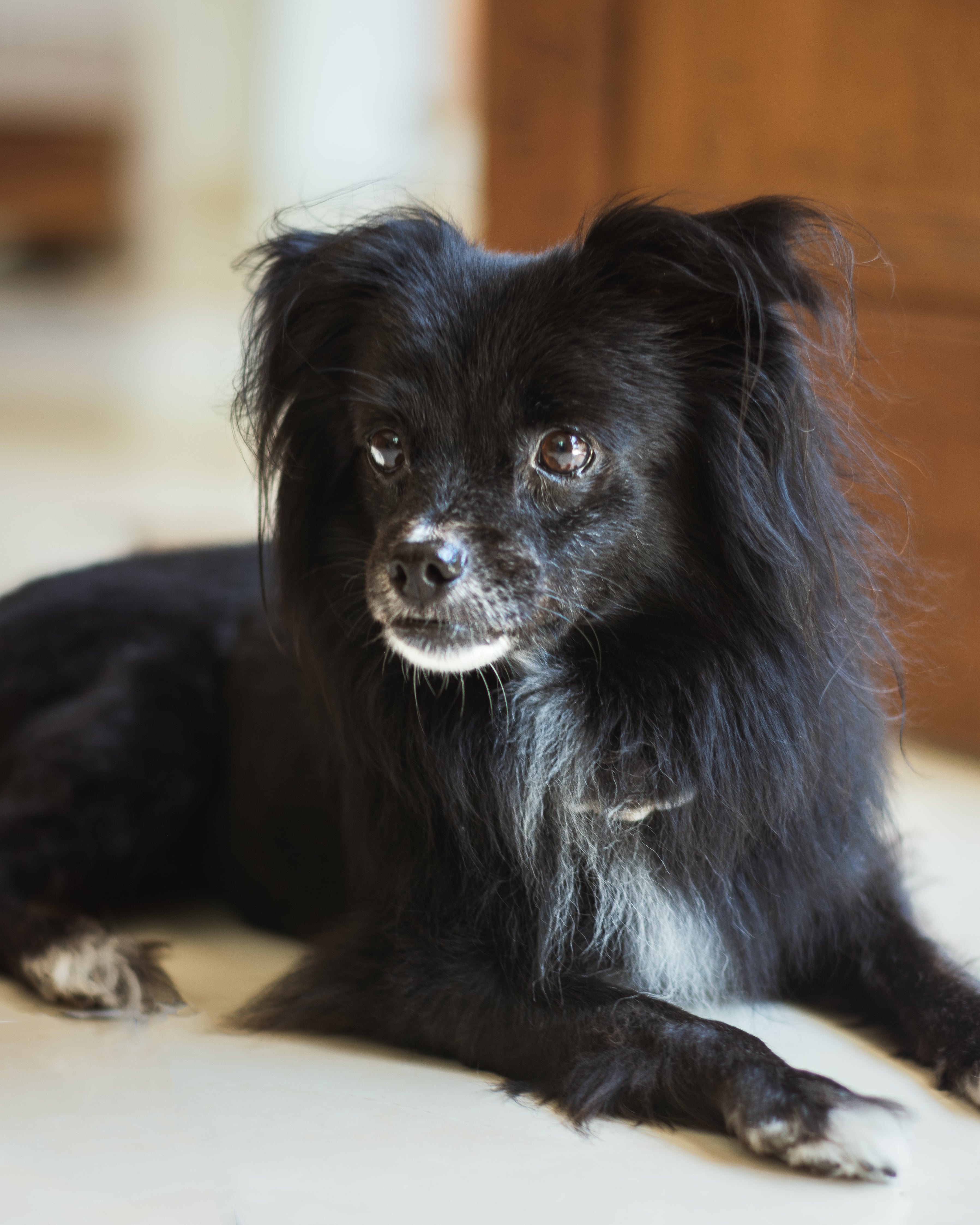 Coco’s Guide to Snack Mastery: 10 Steps to Score More &amp; Better Dog Treats