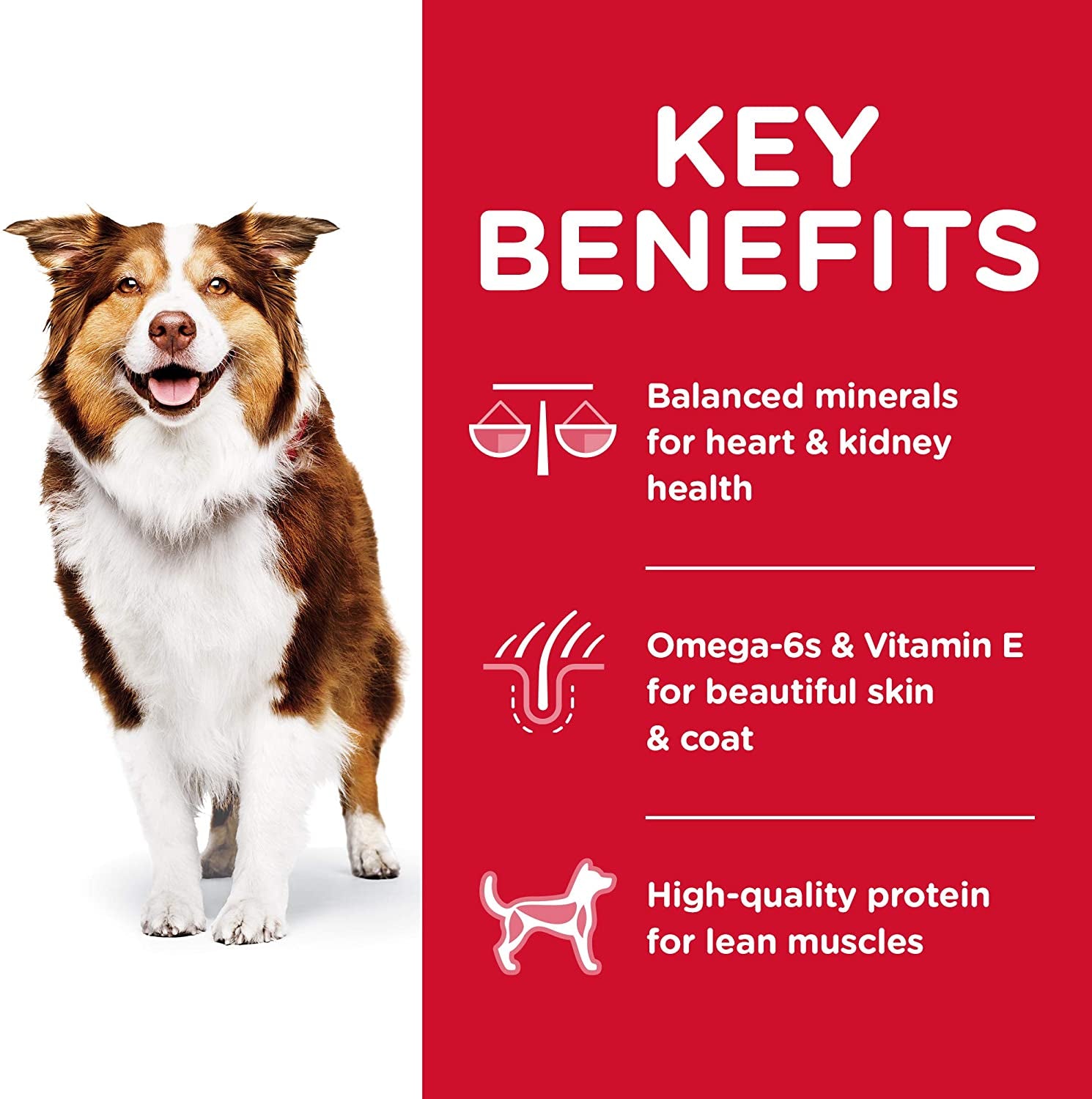 Adult 7+ Chicken Meal, Barley & Brown Rice Recipe Senior Dry Dog Food 12Kg Bag