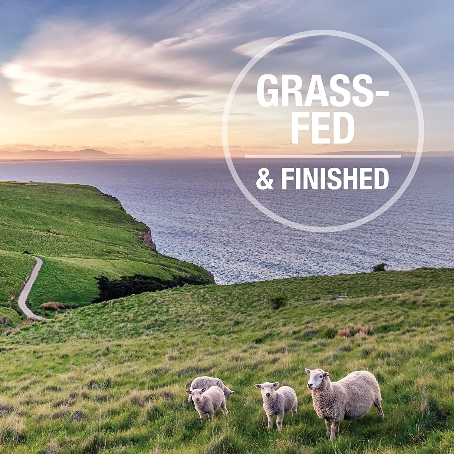 Grain-Free Freeze Dried Dog Food Topper or Meal Mixer (Lamb)